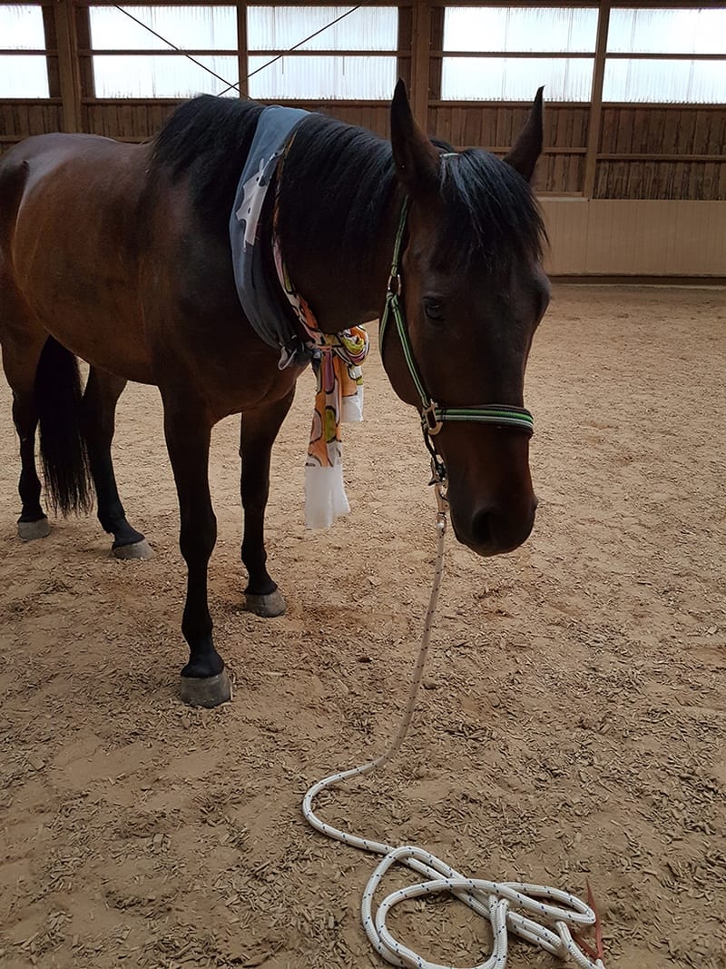 Reittherapie Summertime – Impression 7