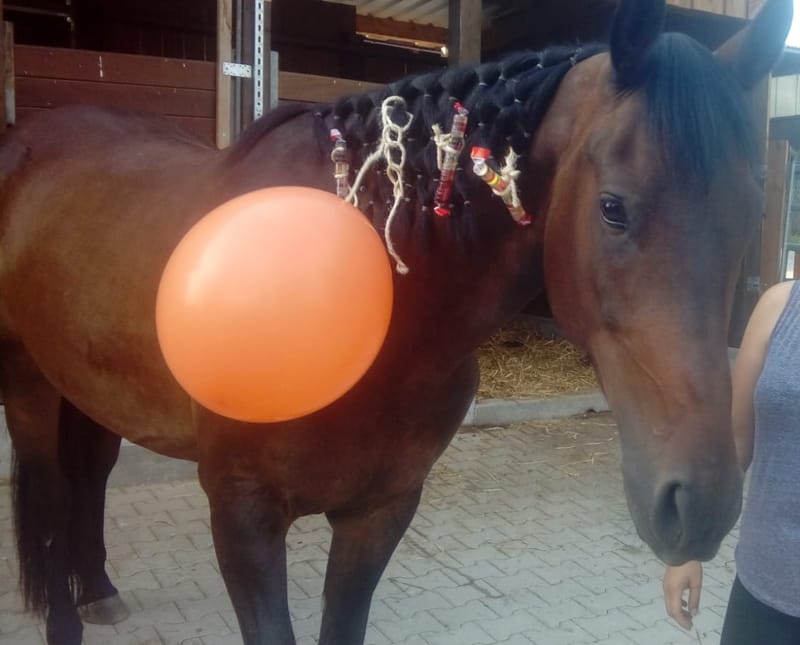 Reittherapie Summertime – Impression 12