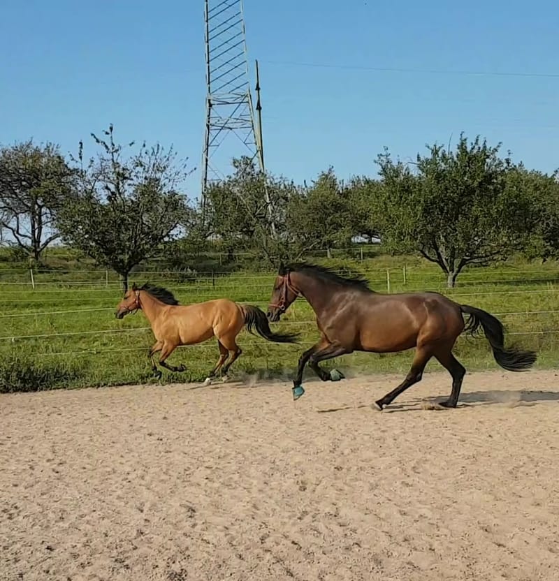 Reittherapie Summertime – Impression 13