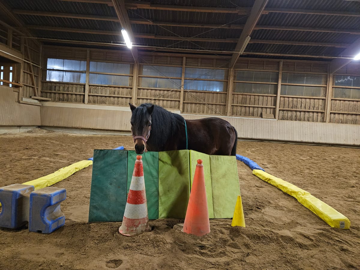 Reittherapie Summertime – Impression 30