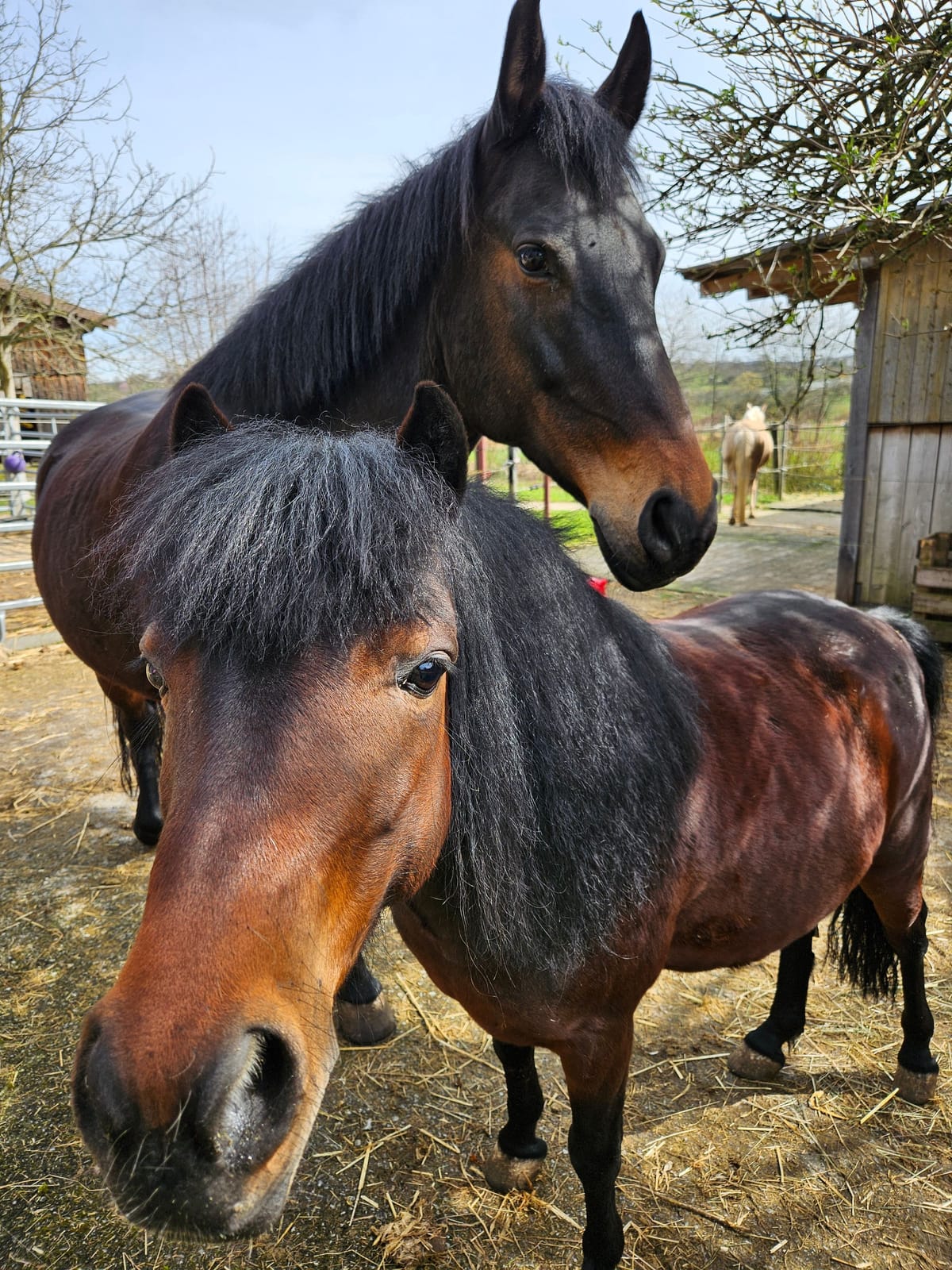 Reittherapie Summertime – Impression 31